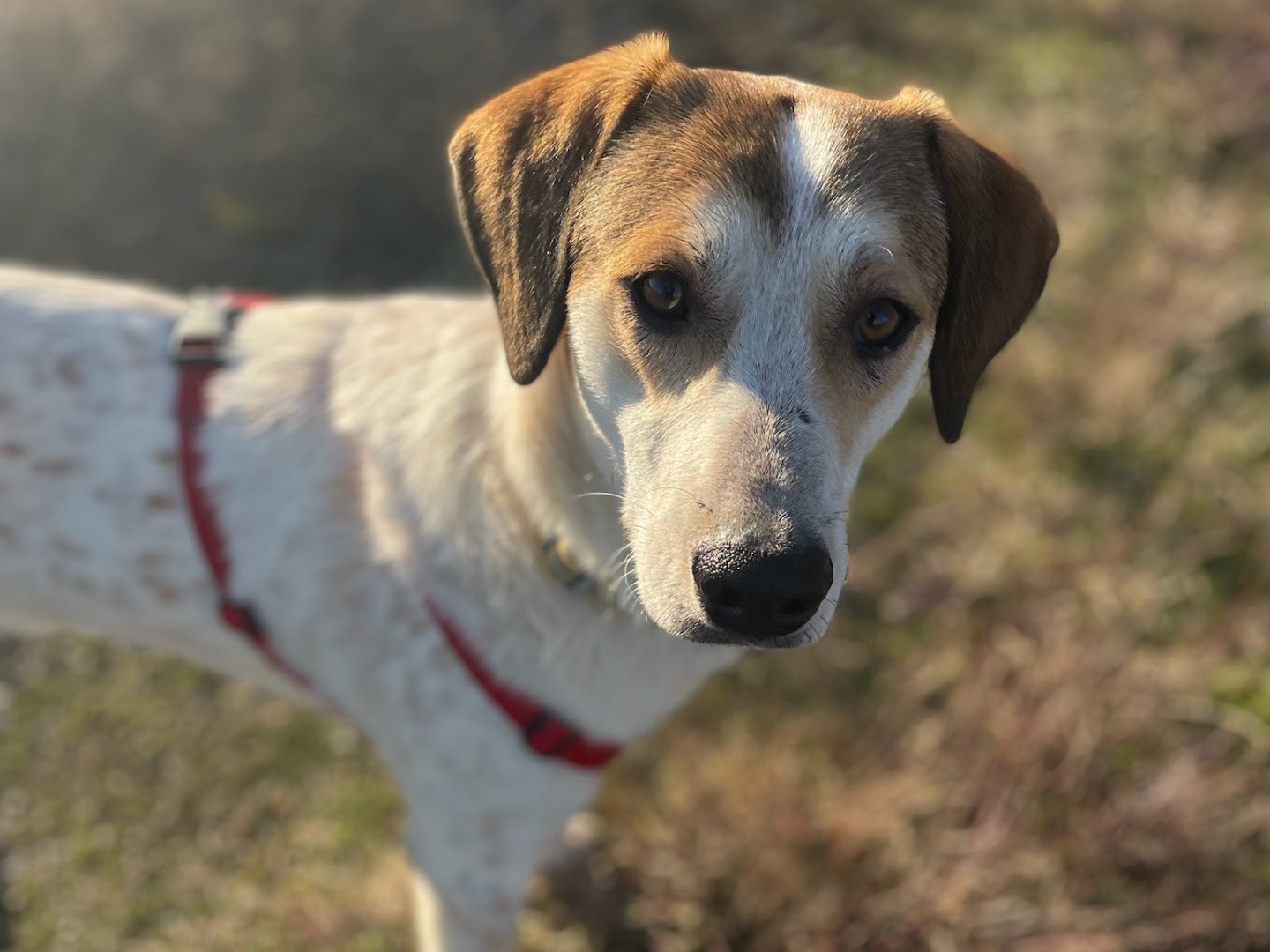 Adotta un cane, taglia media, maschio, Milano