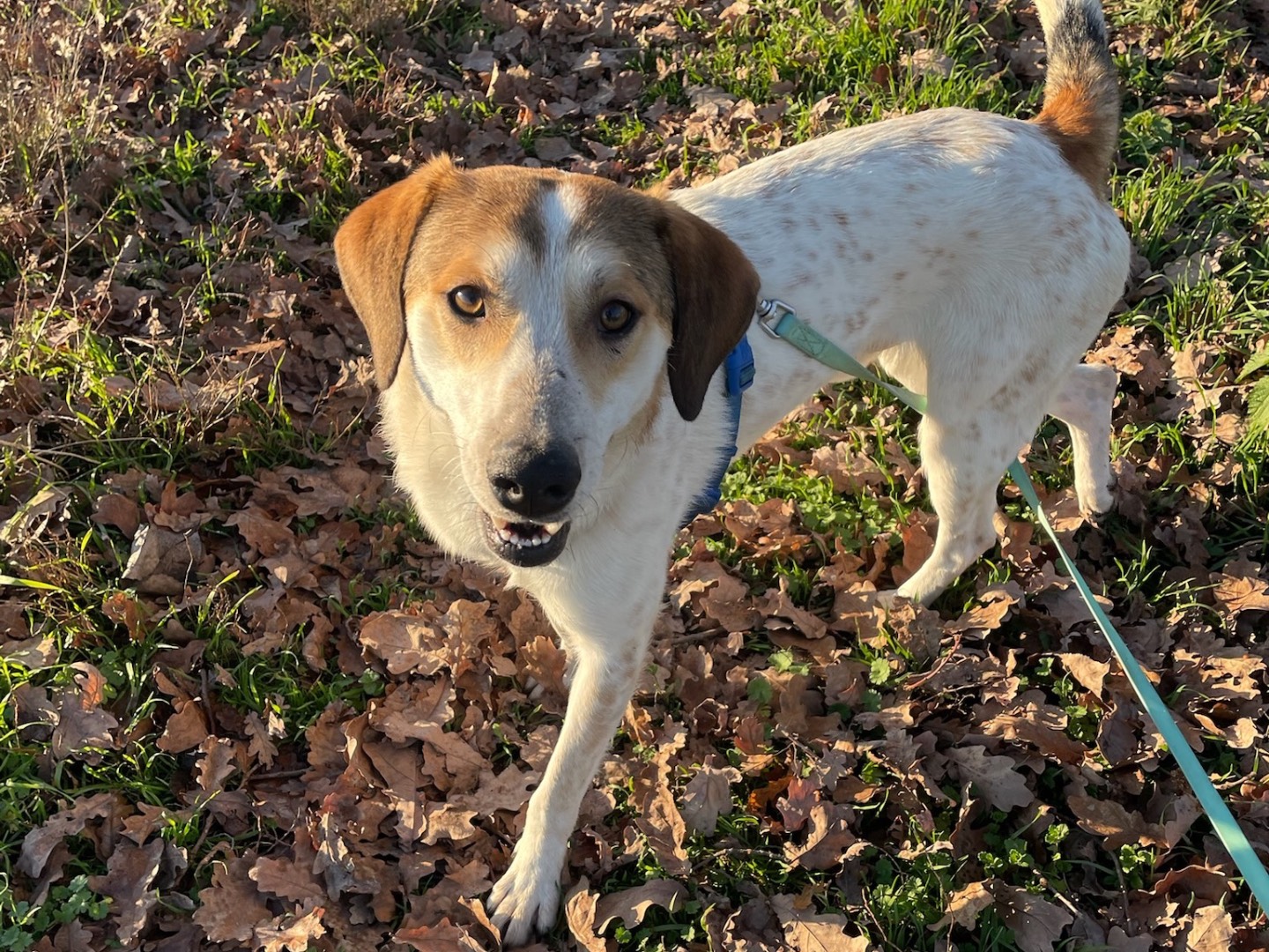 Vuoi adottare un cane a Milano?