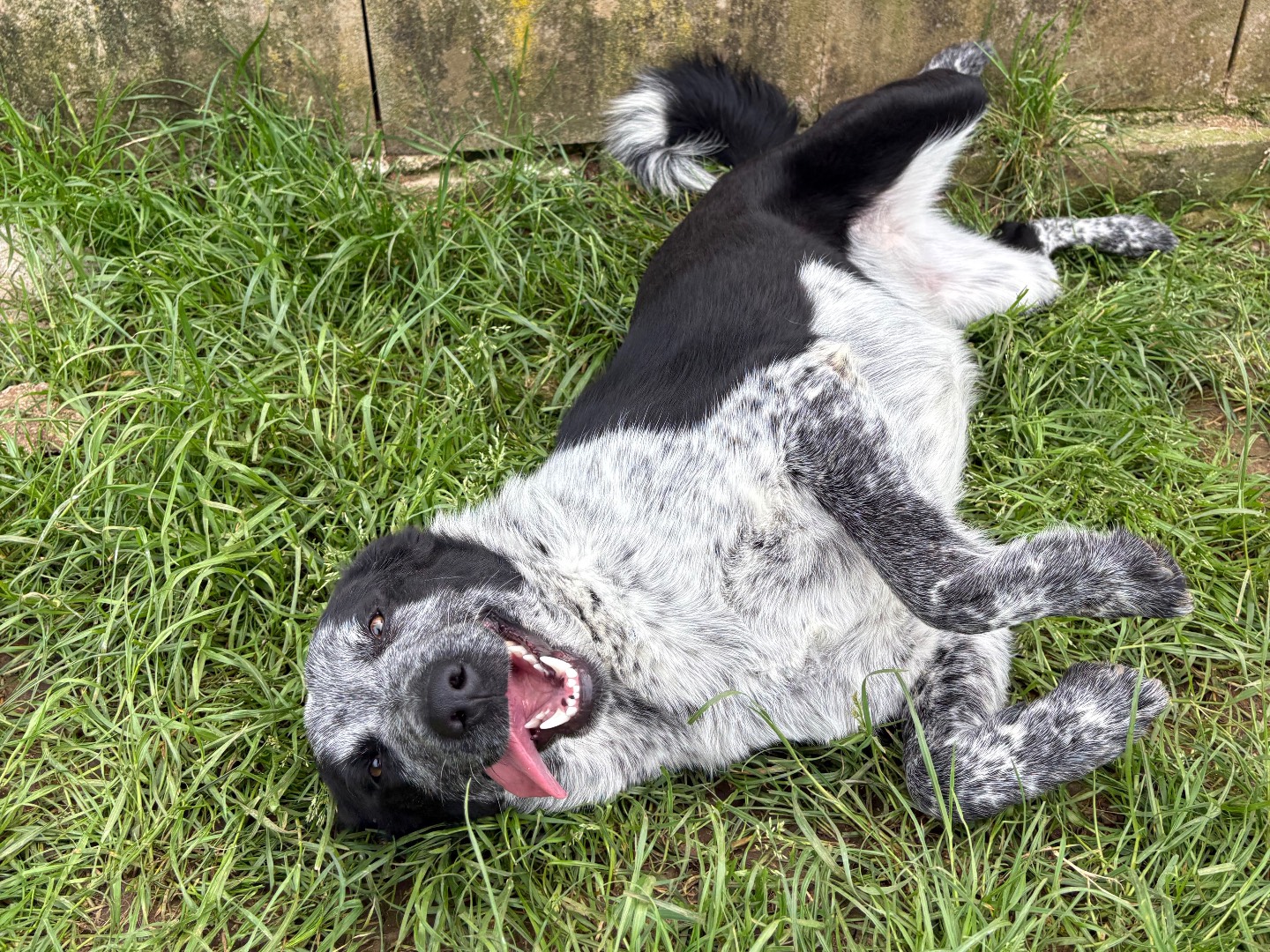 Adozione cane, femmina, Razza sconosciuta Razza sconosciuta, 2 anni e 1 mese, taglia media, Frosinone