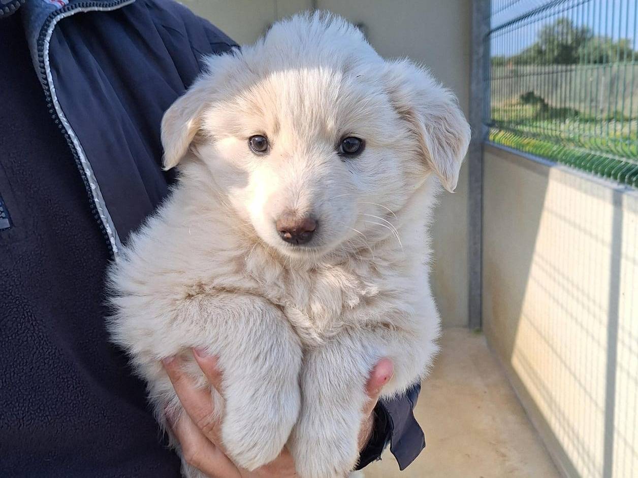 Adozione cane, femmina, Razza sconosciuta Razza sconosciuta, 3 mesi, taglia media, Bologna