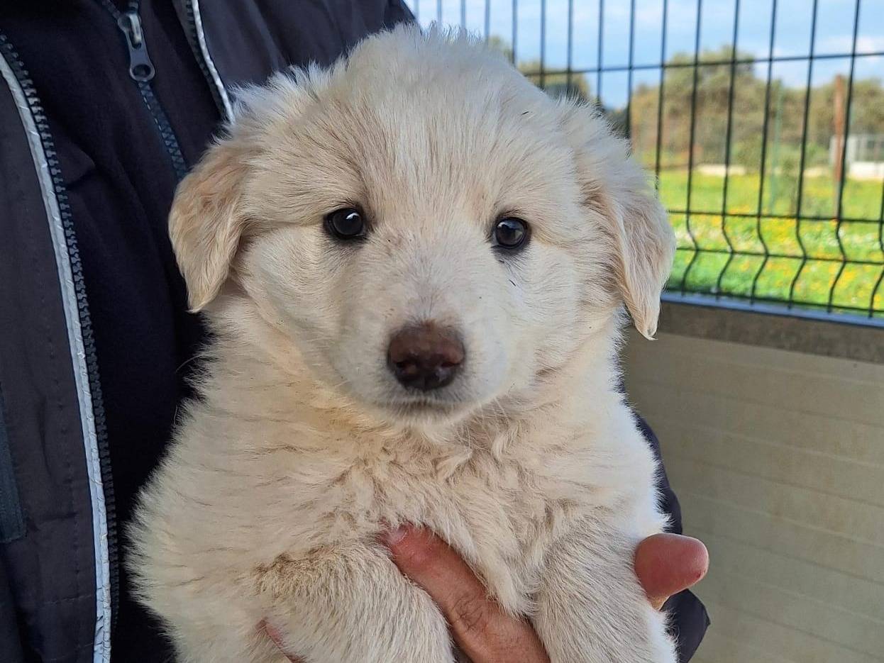 Adotta un cane, taglia media, femmina, Bologna