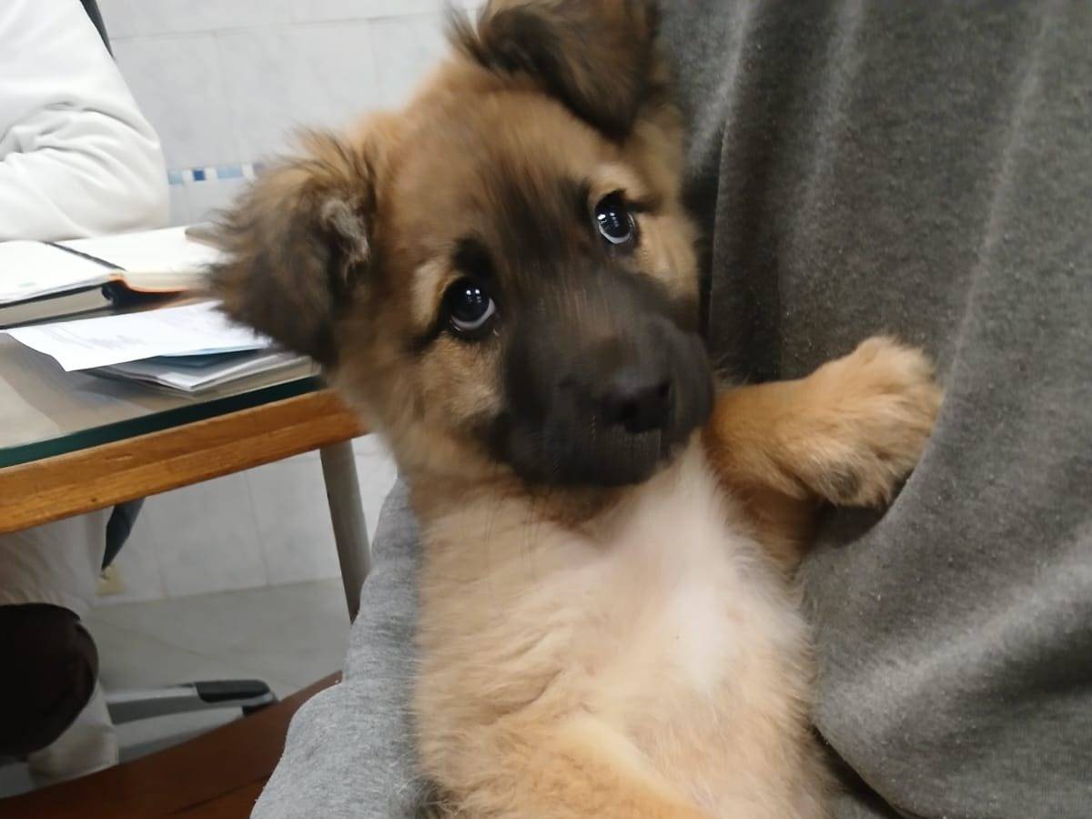 Adozione cane, femmina, Pastore tedesco Razza sconosciuta, 2 mesi, taglia media, Bari