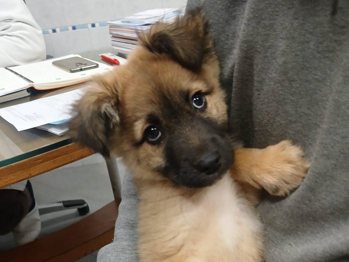 Adotta un cane, femmina, 2 mesi, Bari