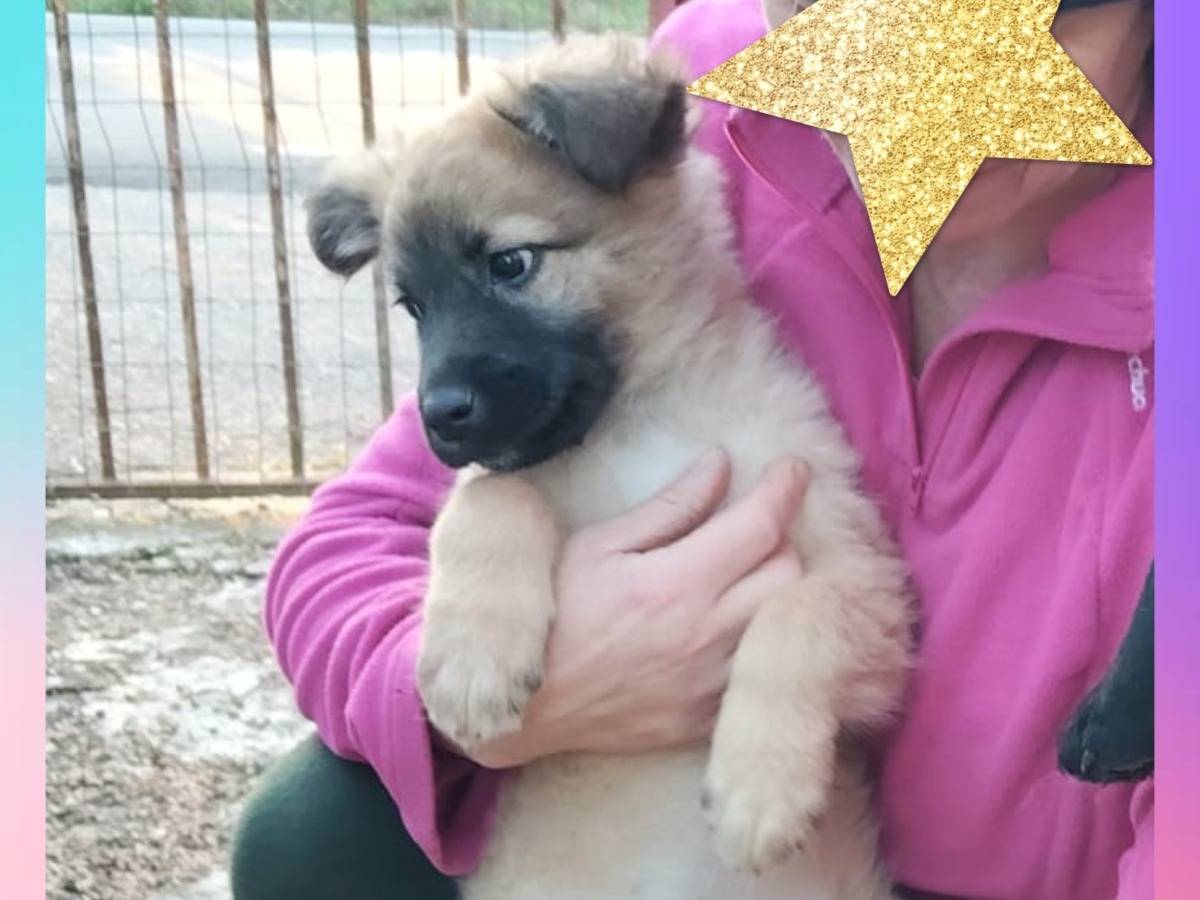 Adotta un cane, taglia media, femmina, Bari