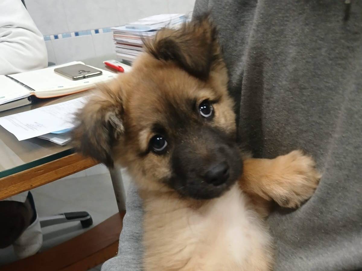 Vuoi adottare un cane a Bari?