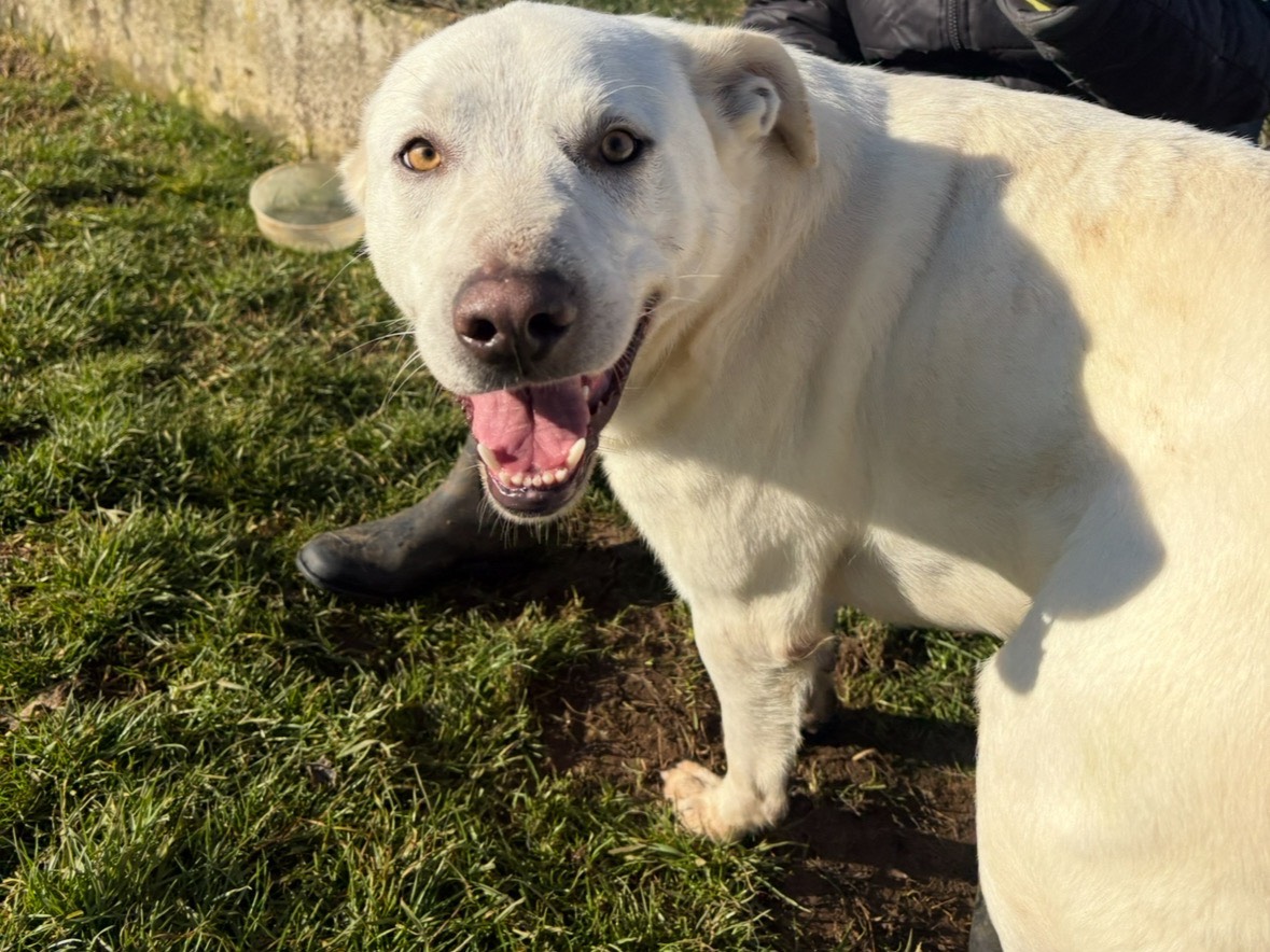 Adozione cane, maschio, Labrador Retriever Razza sconosciuta, 2 anni e 1 mese, taglia media, Frosinone