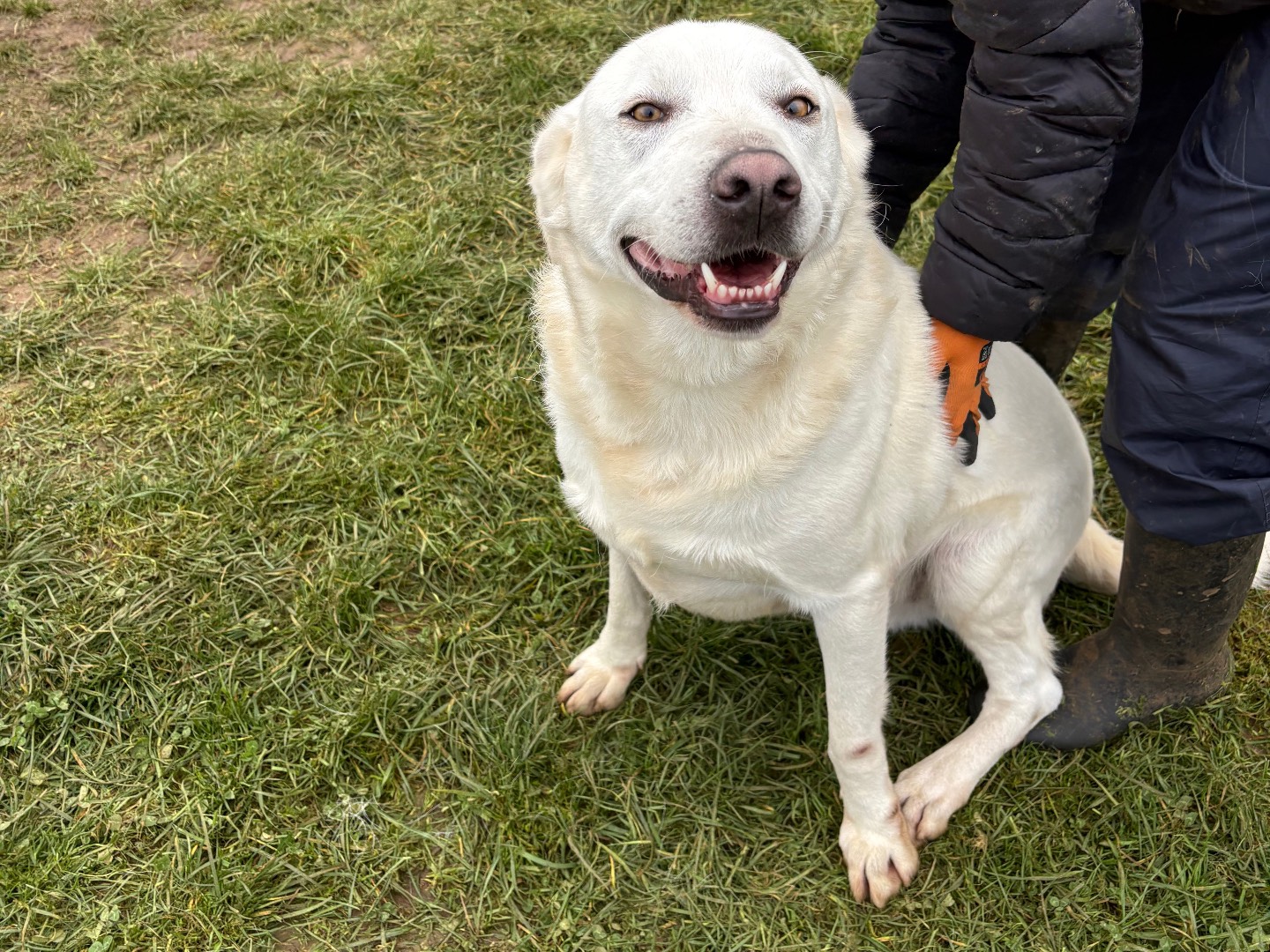 Adotta un cane, maschio, 2 anni e 1 mese, Frosinone