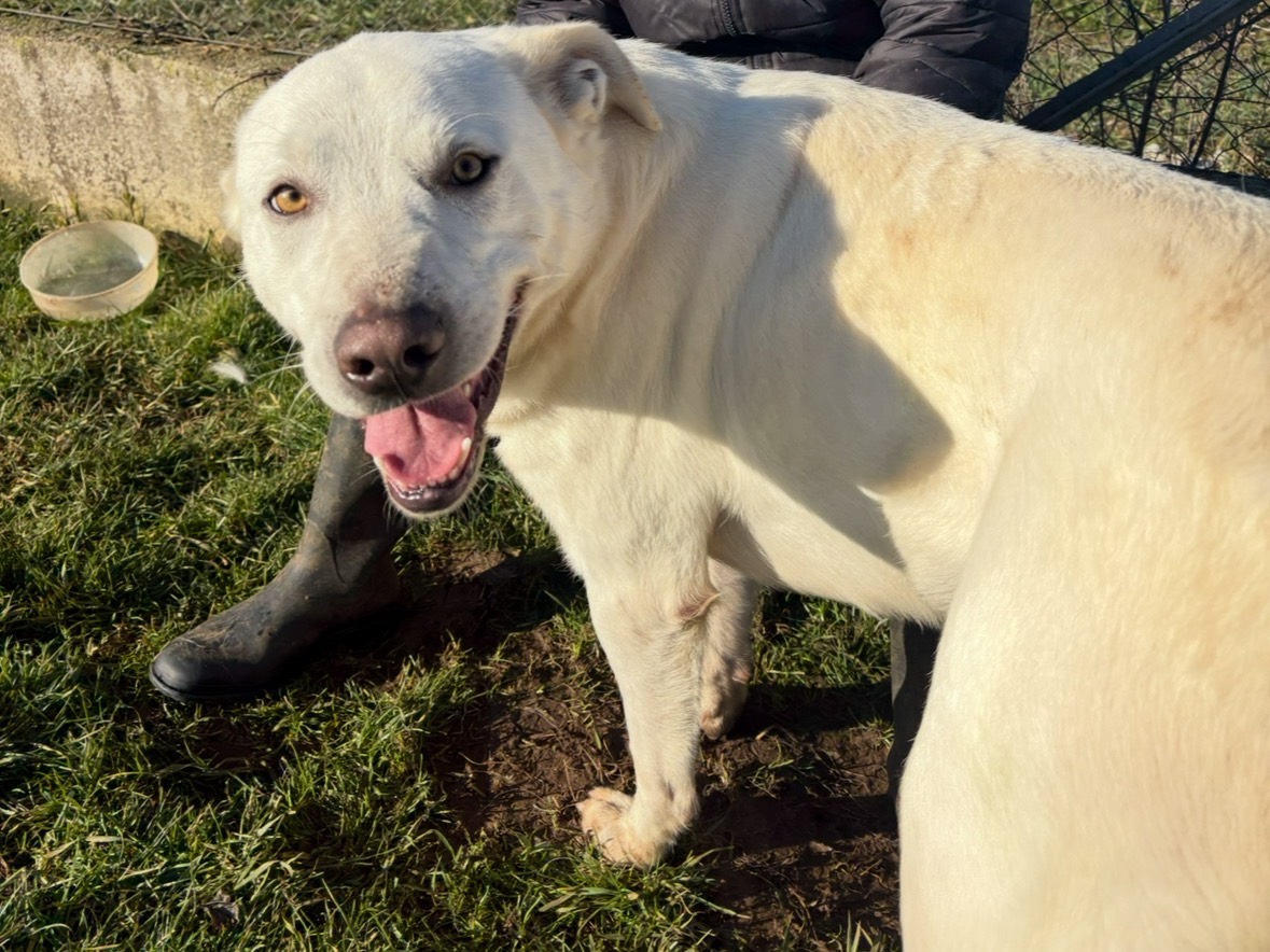 Adotta un cane, taglia media, maschio, Frosinone
