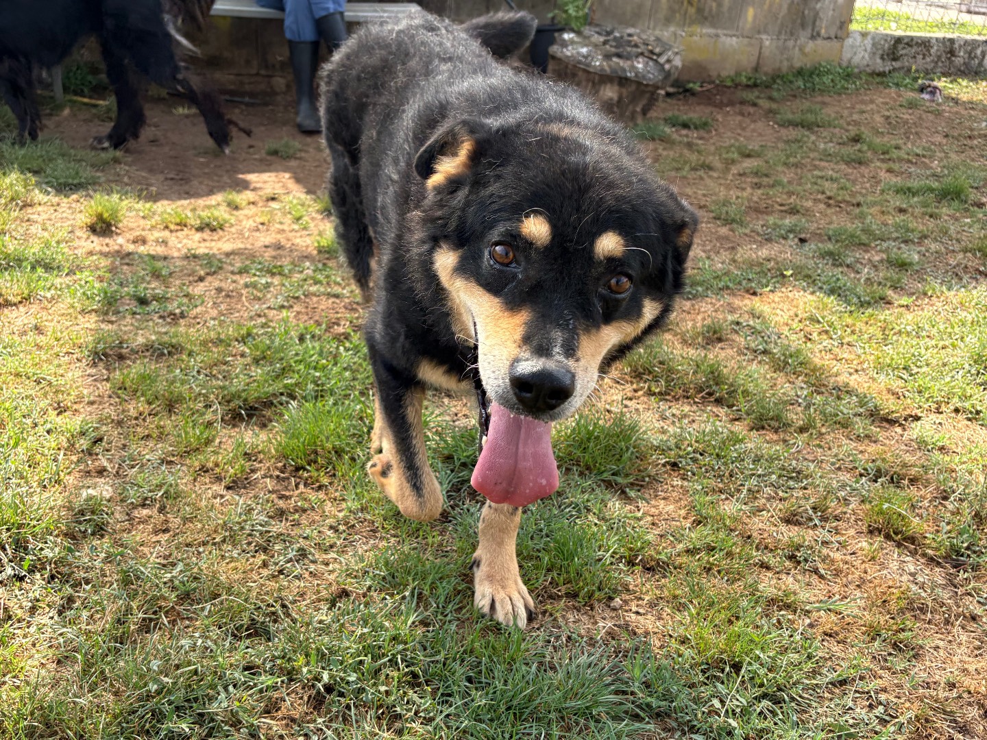 Adozione cane, maschio, Razza sconosciuta Razza sconosciuta, 11 anni e 6 mesi, taglia grande, Frosinone