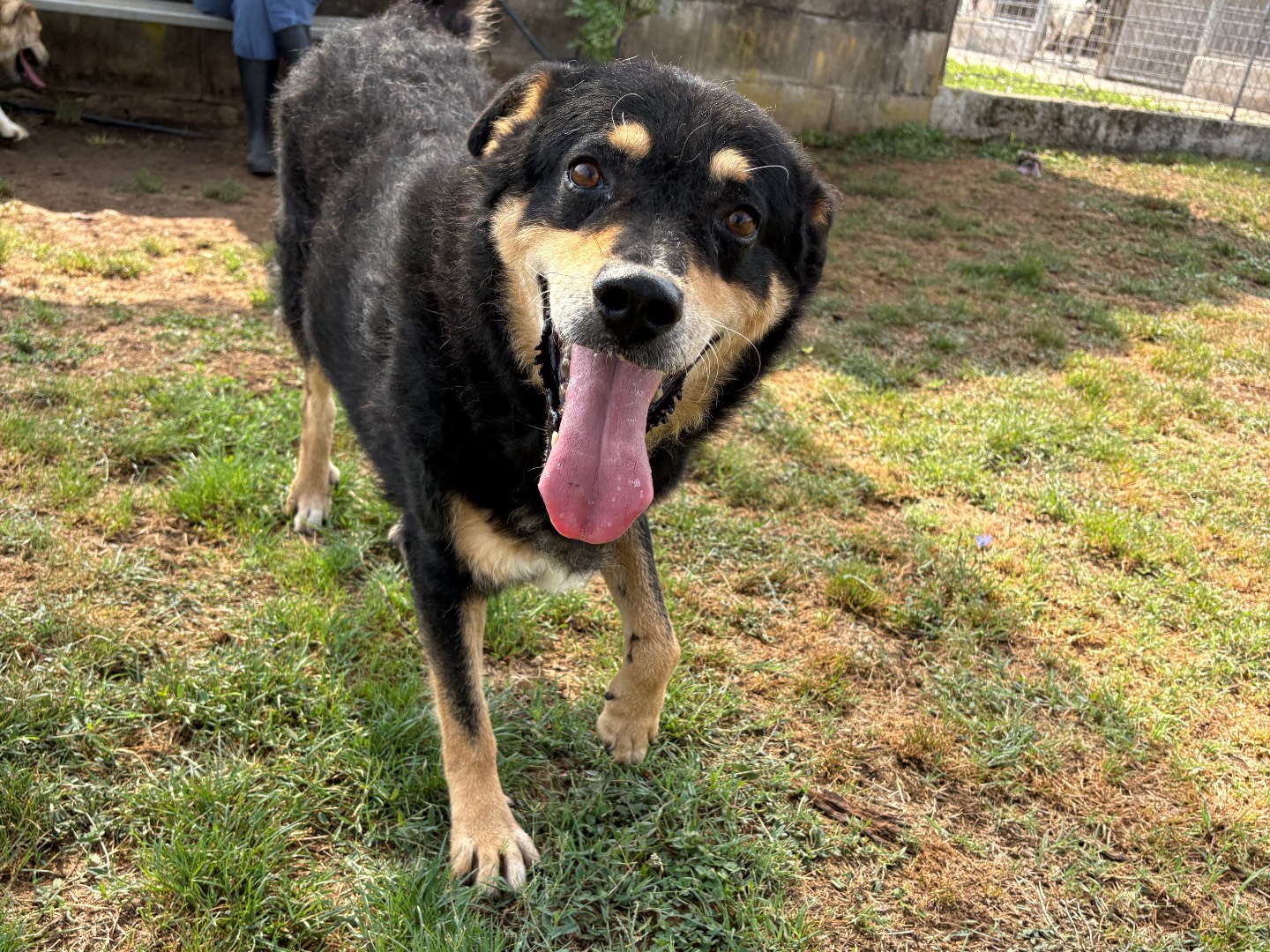 Adotta un cane, maschio, 11 anni e 6 mesi, Frosinone