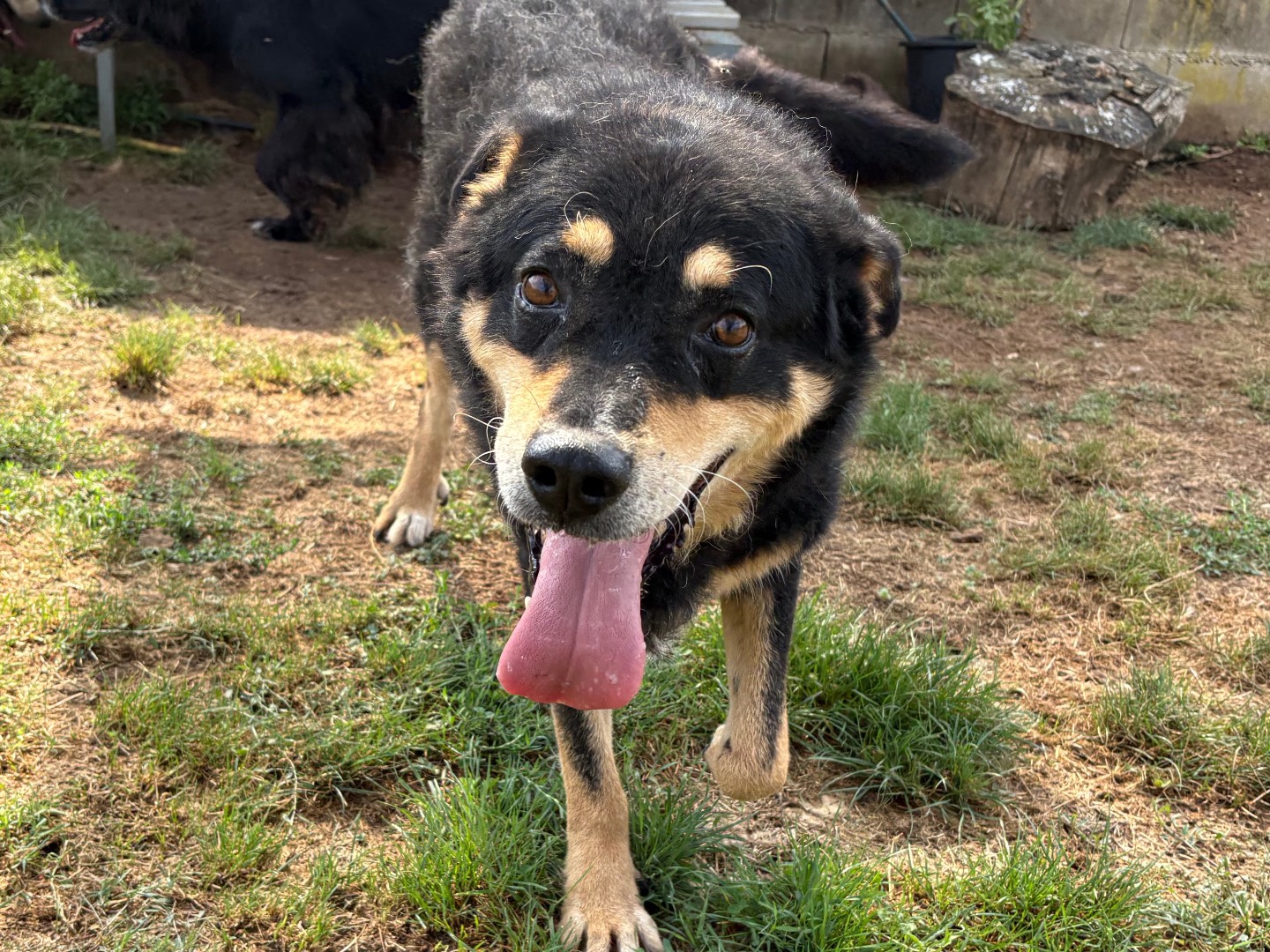 Vuoi adottare un cane a Frosinone?