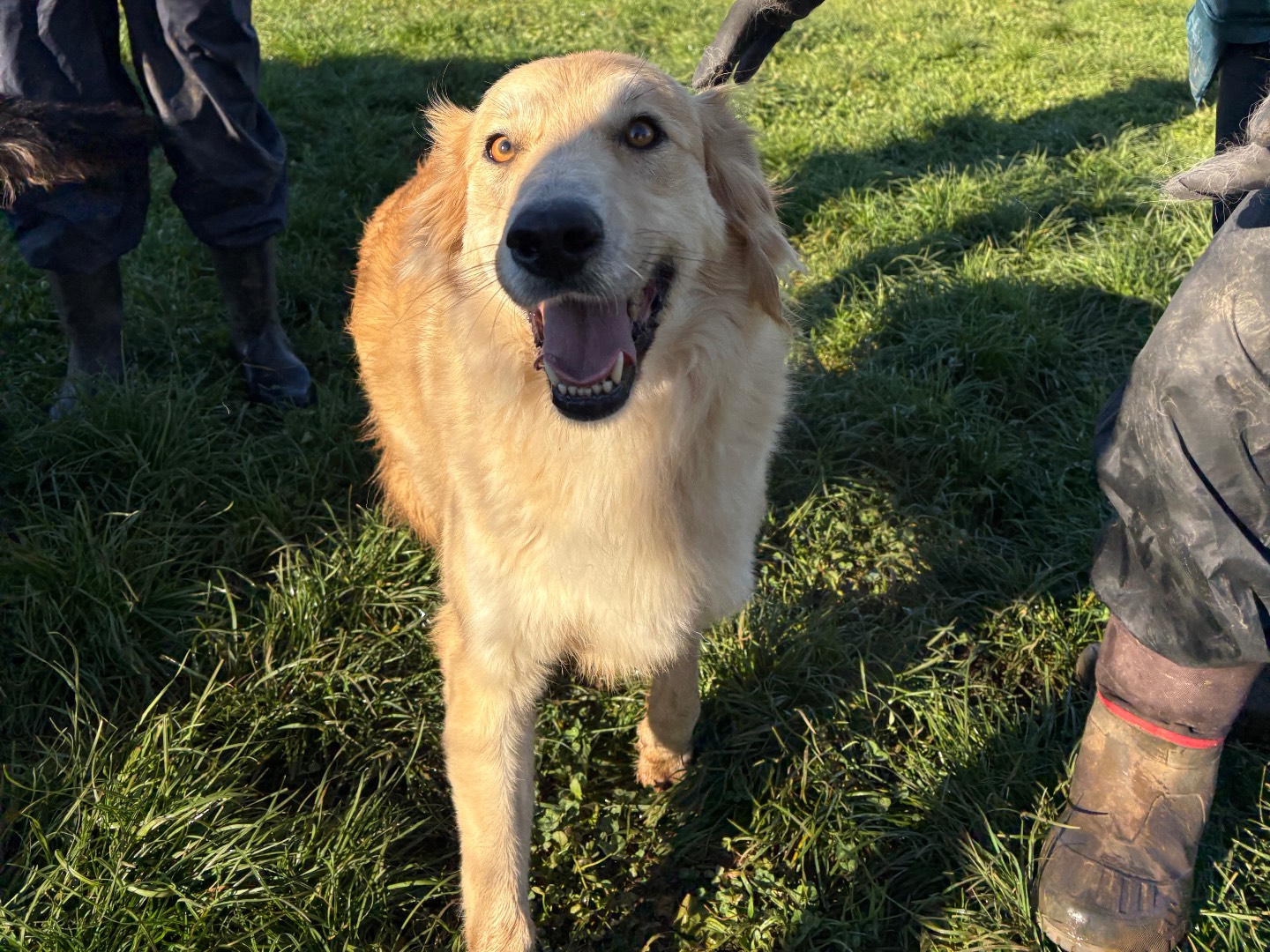 Adotta un cane, taglia media, femmina, Frosinone