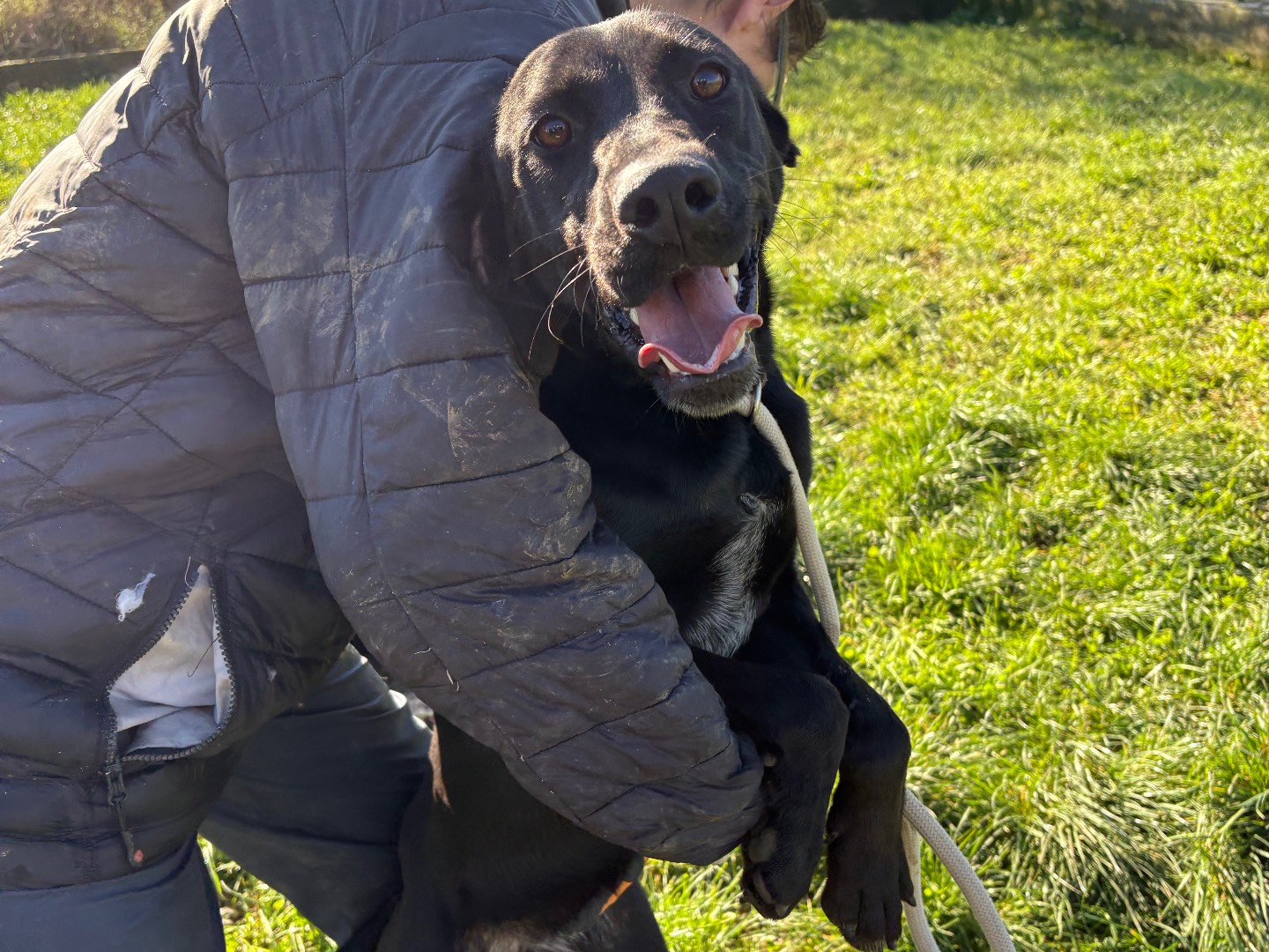 Adozione cane, femmina, Labrador Retriever Razza sconosciuta, 1 anno e 3 mesi, taglia media contenuta, Frosinone