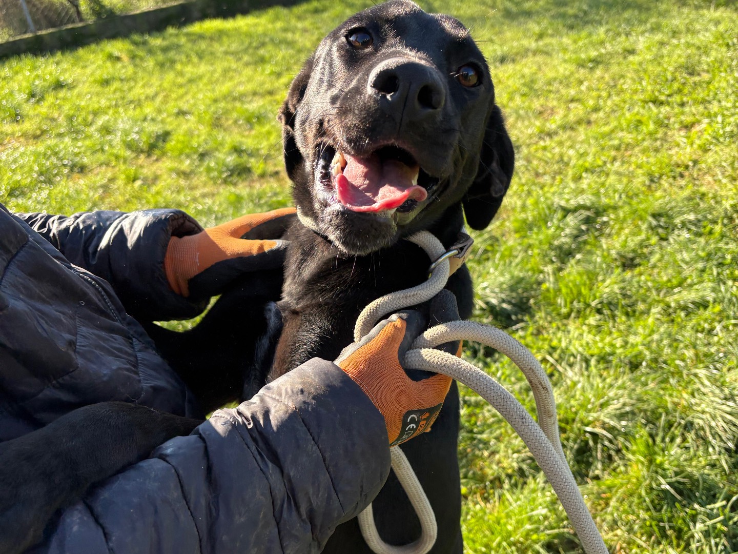Adotta un cane, femmina, 1 anno e 3 mesi, Frosinone