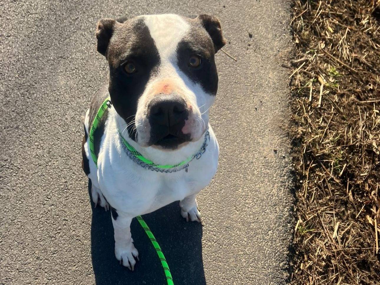 Adozione cane, femmina, Pitbull Razza sconosciuta, 5 anni e 2 mesi, taglia media, Torino