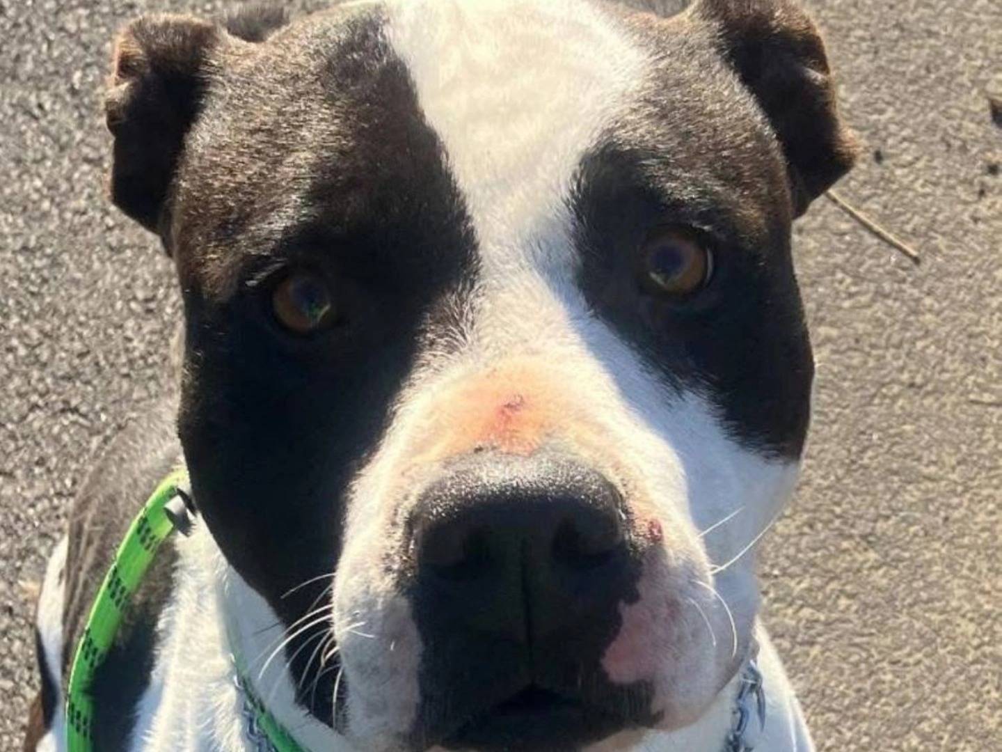 Adotta un cane, femmina, 5 anni e 2 mesi, Torino