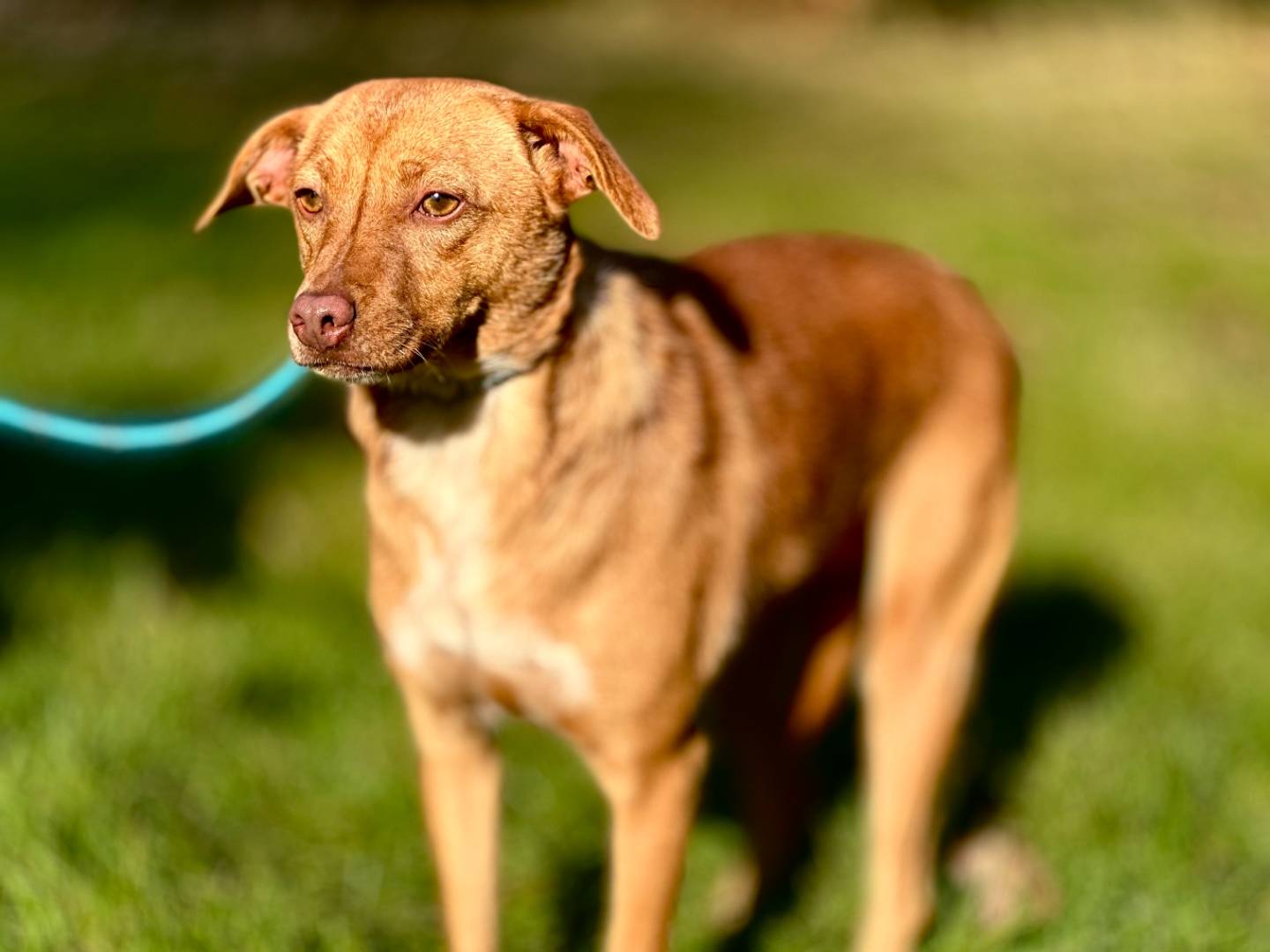 Adozione cane, femmina, Razza sconosciuta Razza sconosciuta, 1 anno e 10 mesi, taglia piccola, Torino