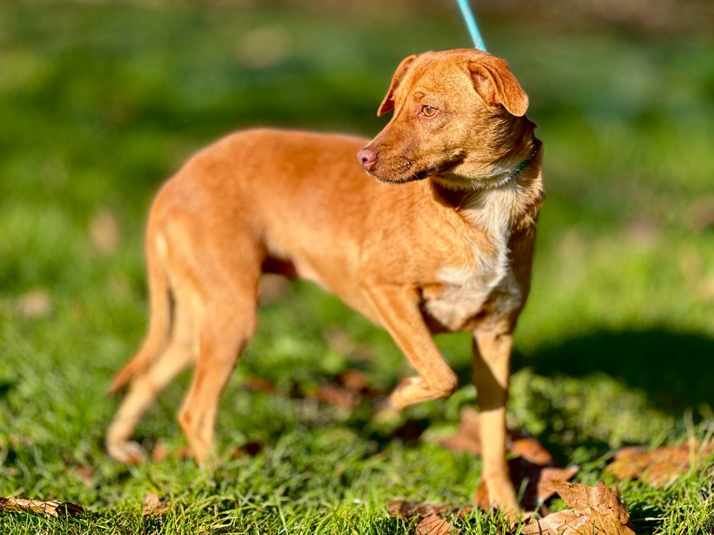 Adotta un cane, femmina, 1 anno e 10 mesi, Torino