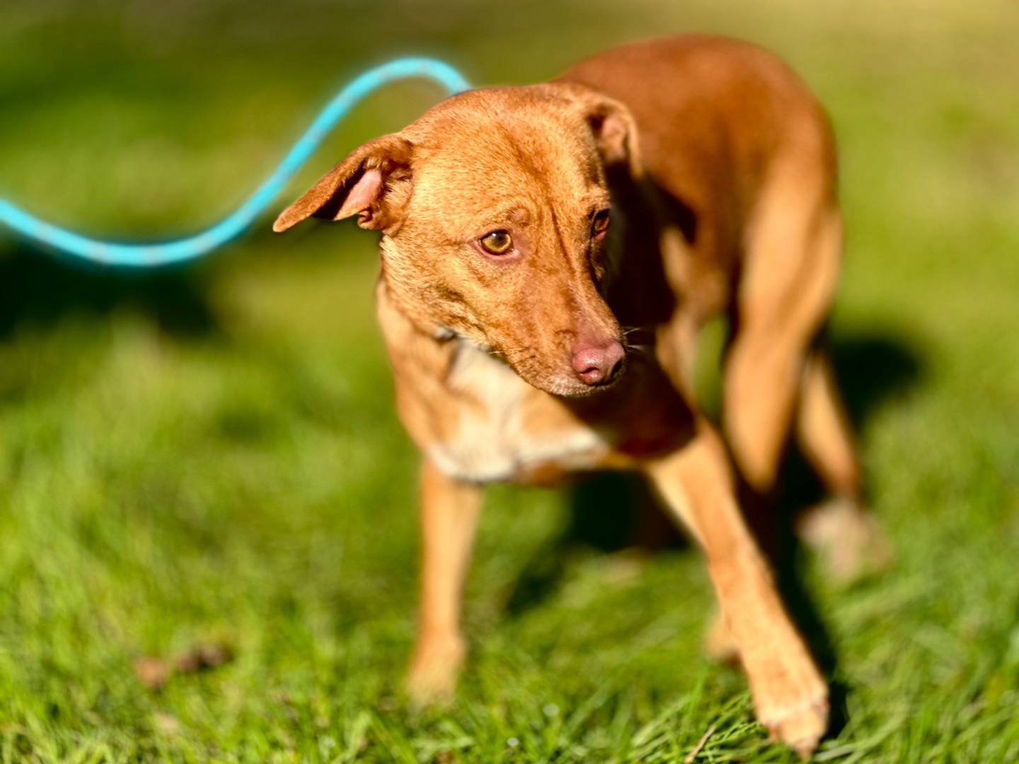 Adotta un cane, taglia piccola, femmina, Torino