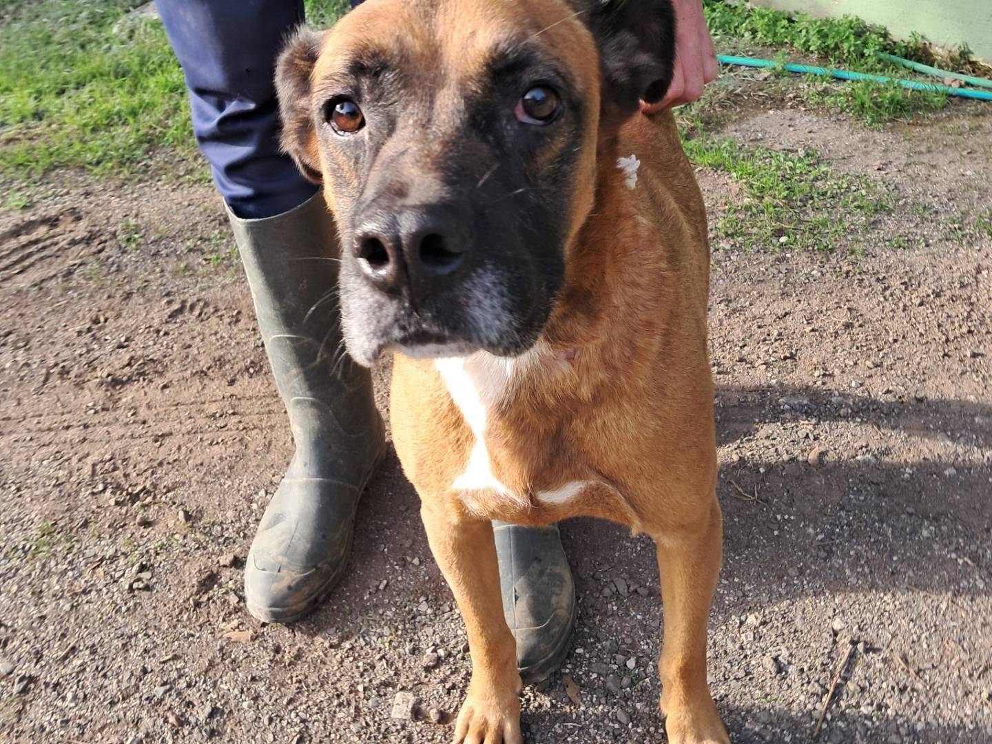 Adozione cane, maschio, Razza sconosciuta Razza sconosciuta, 3 anni, taglia grande, Caserta