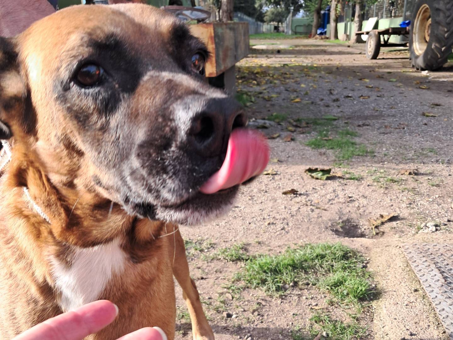 Adotta un cane, maschio, 3 anni, Caserta