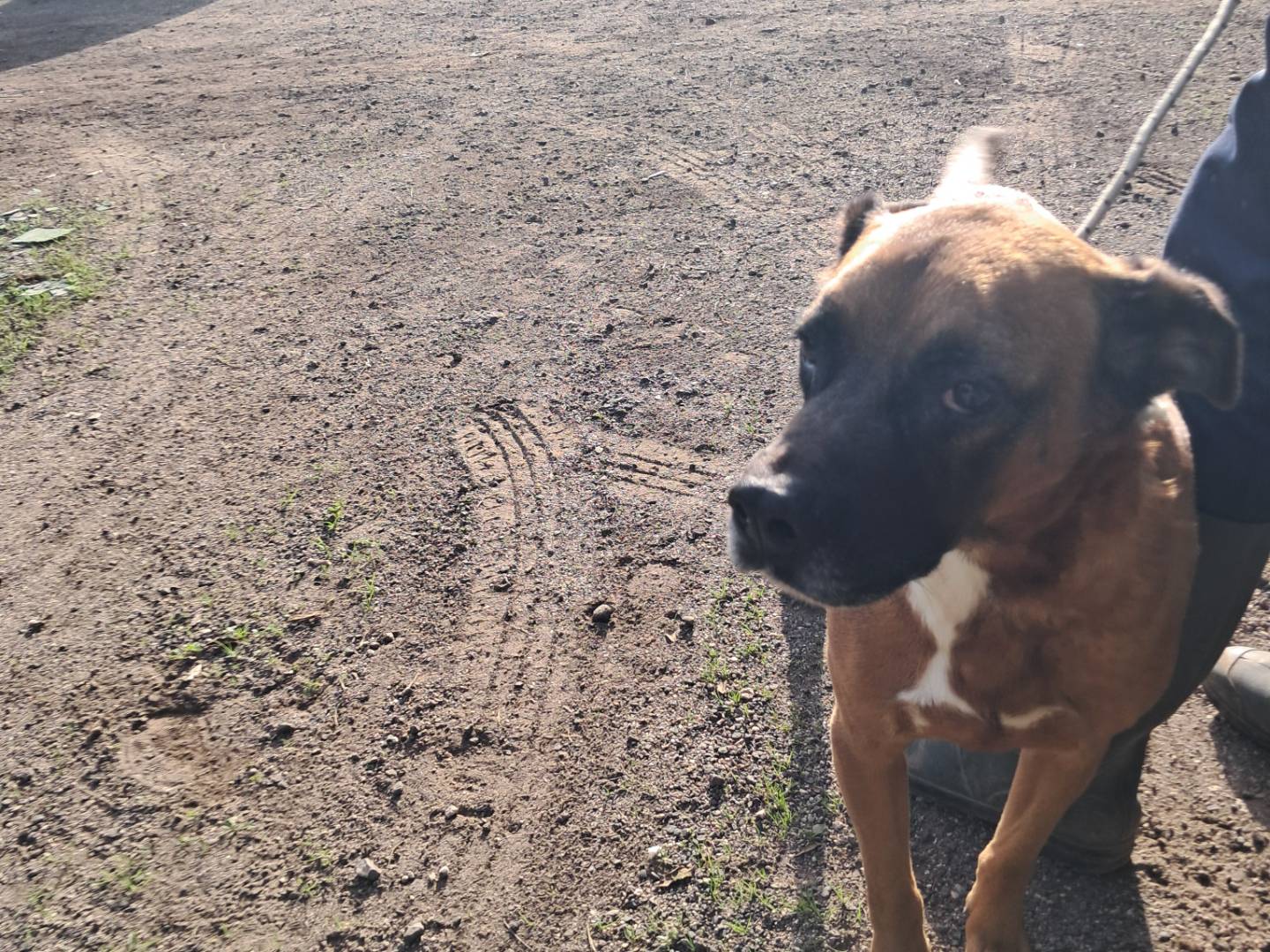 Adotta un cane, taglia grande, maschio, Caserta