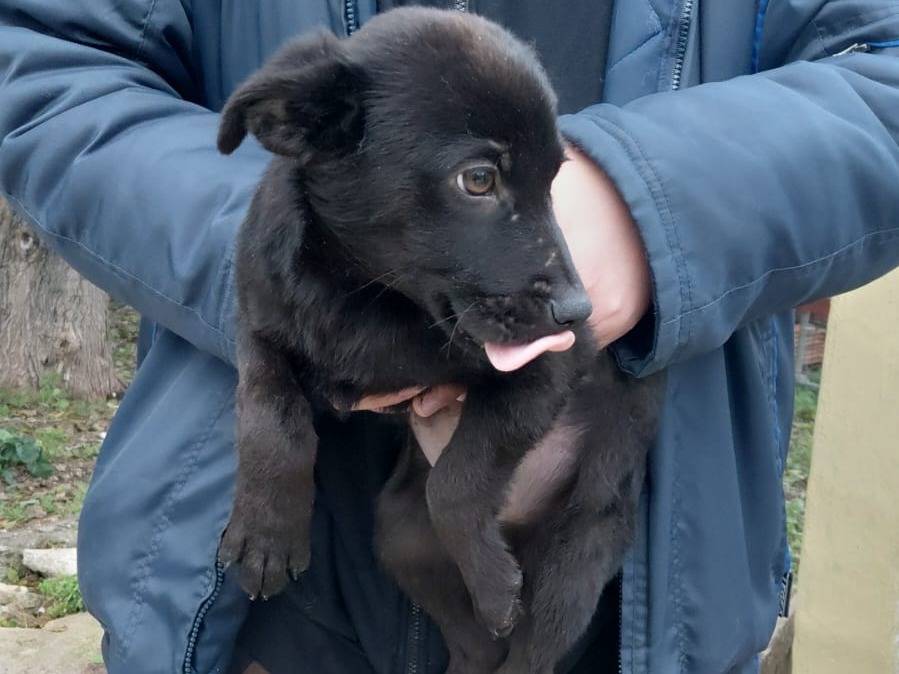 Adozione cane, maschio, Razza sconosciuta Razza sconosciuta, 5 mesi, taglia media contenuta, Caserta