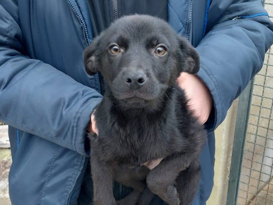 Adotta un cane, maschio, 5 mesi, Caserta