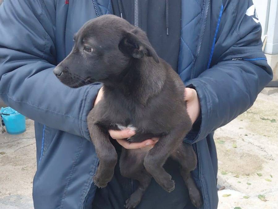 Adozione cane, femmina, Razza sconosciuta Razza sconosciuta, 5 mesi, taglia media contenuta, Caserta