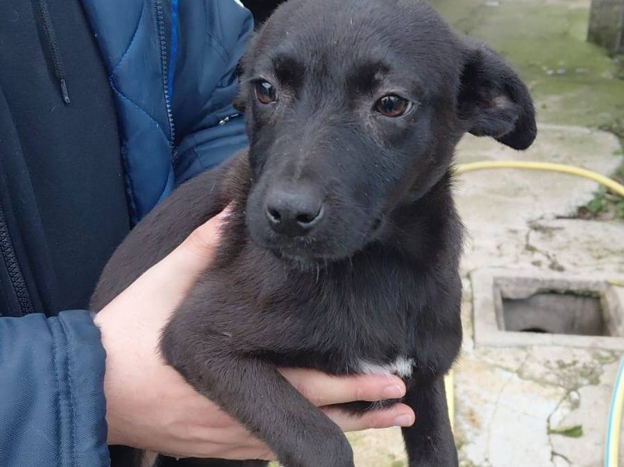 Adotta un cane, femmina, 5 mesi, Caserta