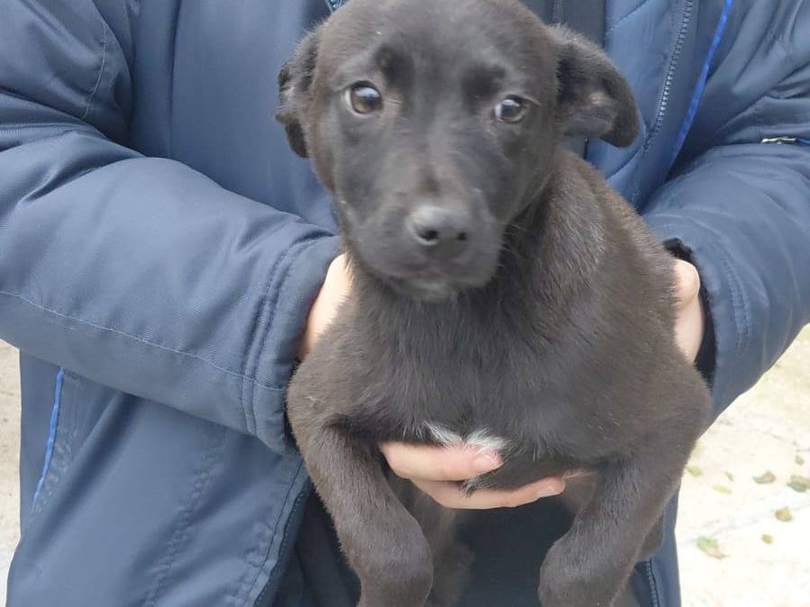 Adotta un cane, taglia media contenuta, femmina, Caserta
