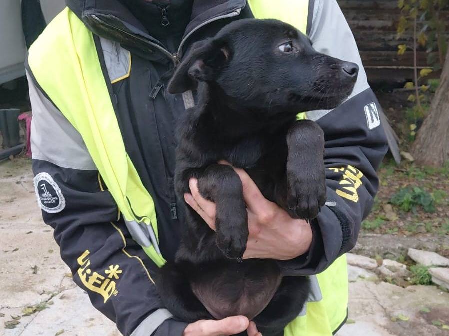 Adozione cane, femmina, Razza sconosciuta Razza sconosciuta, 5 mesi, taglia media contenuta, Caserta