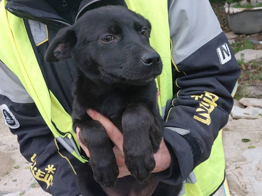 Adotta un cane, femmina, 5 mesi, Caserta