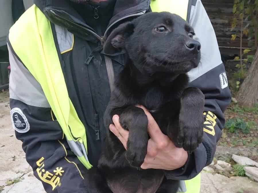 Adotta un cane, taglia media contenuta, femmina, Caserta
