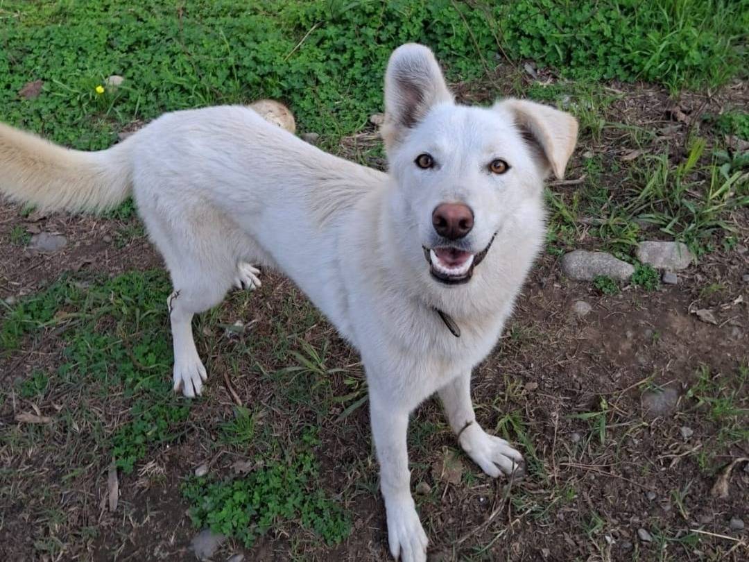 Adozione cane, femmina, Razza sconosciuta Razza sconosciuta, 8 mesi, taglia media, Crotone