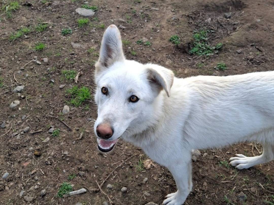 Adotta un cane, taglia media, femmina, Crotone