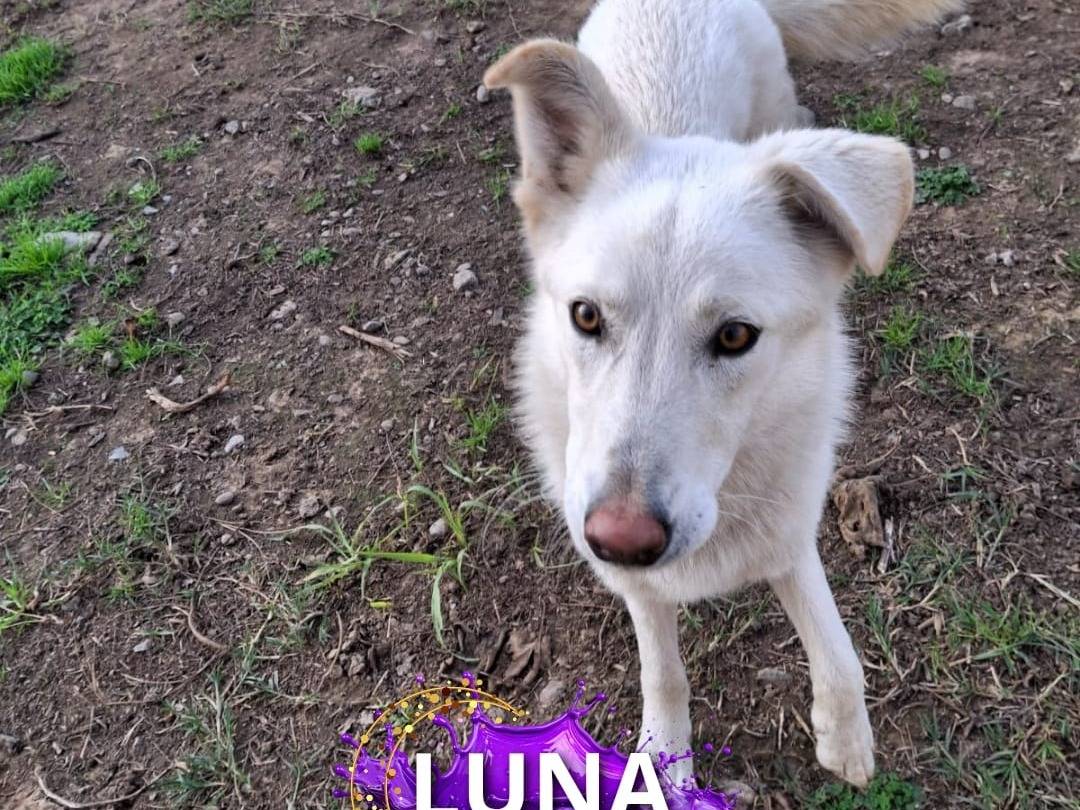 Vuoi adottare un cane a Crotone?