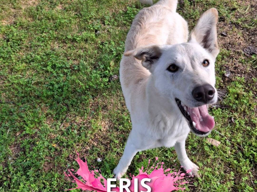 Adozione cane, femmina, Razza sconosciuta Razza sconosciuta, 7 mesi, taglia media, Crotone