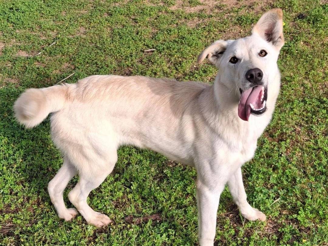 Adotta un cane, taglia media, femmina, Crotone