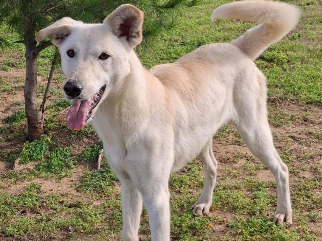 Vuoi adottare un cane a Crotone?