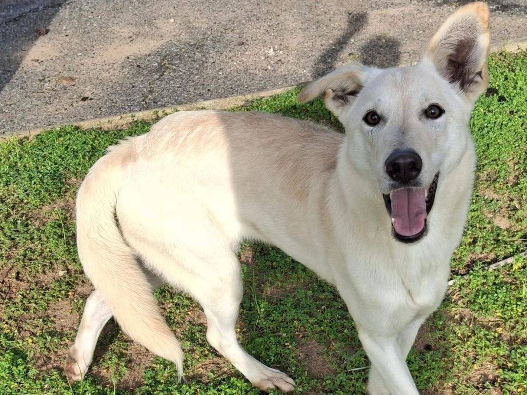 Adotta il cane Eris a Crotone