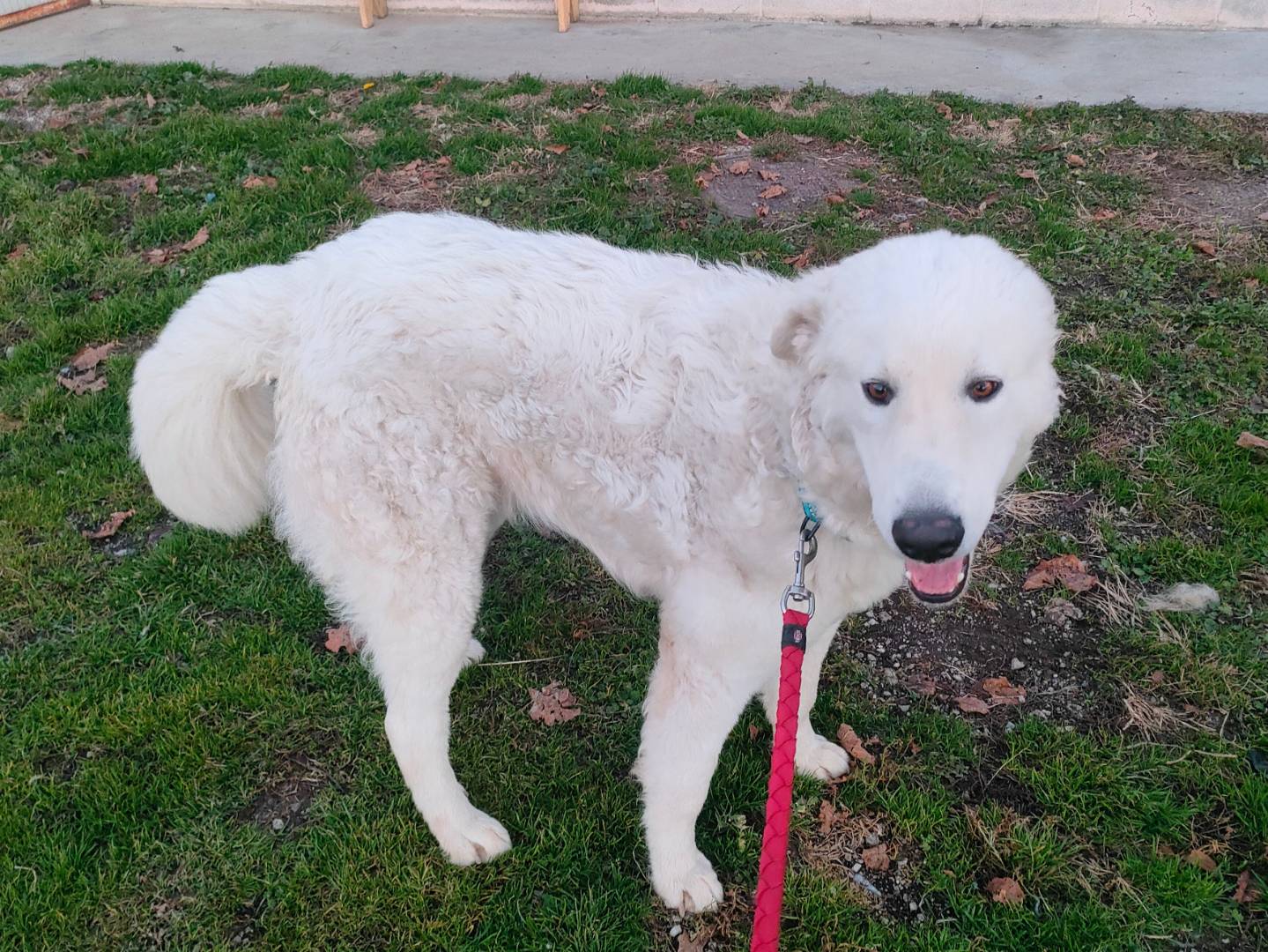 Adozione cane, maschio, Pastore maremmano Razza sconosciuta, 9 mesi, taglia media, Cuneo