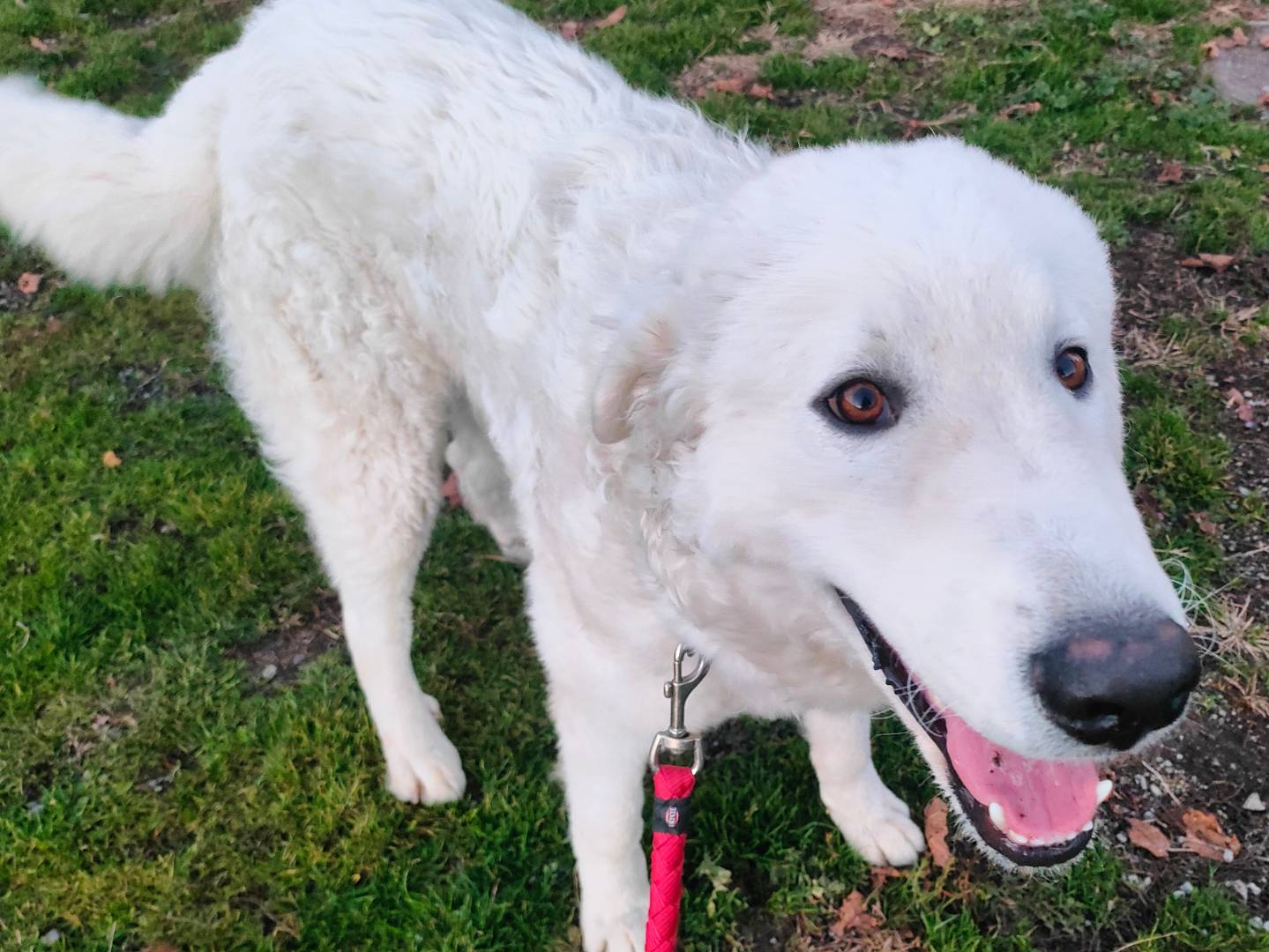 Adotta un cane, maschio, 9 mesi, Cuneo