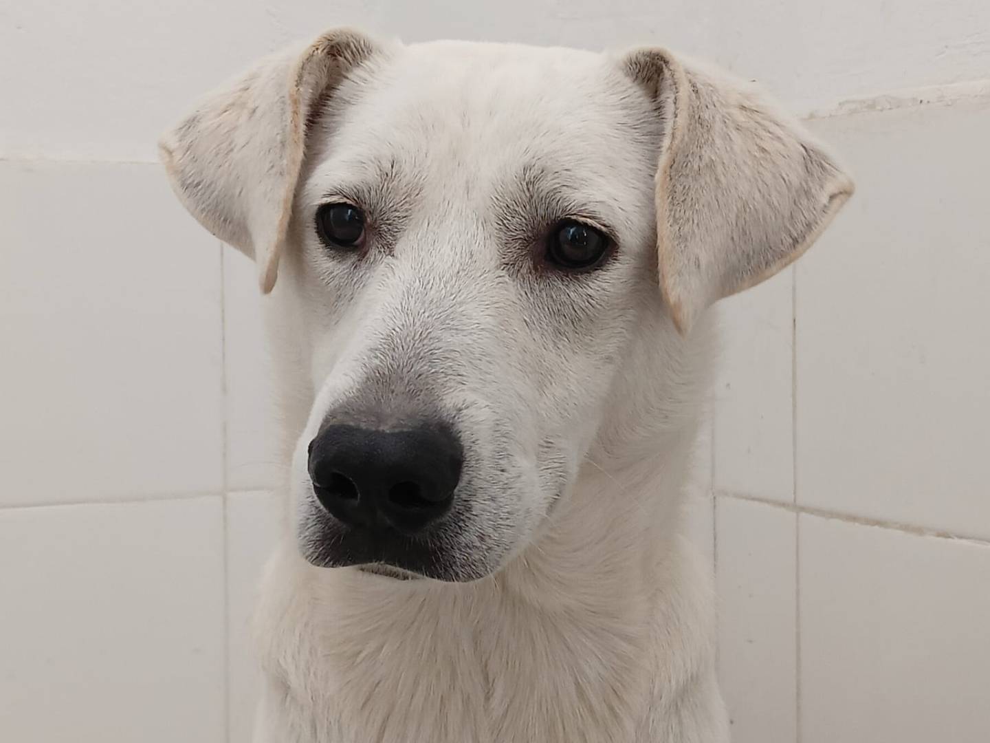 Adozione cane, maschio, Razza sconosciuta Razza sconosciuta, 10 mesi, taglia media, Crotone