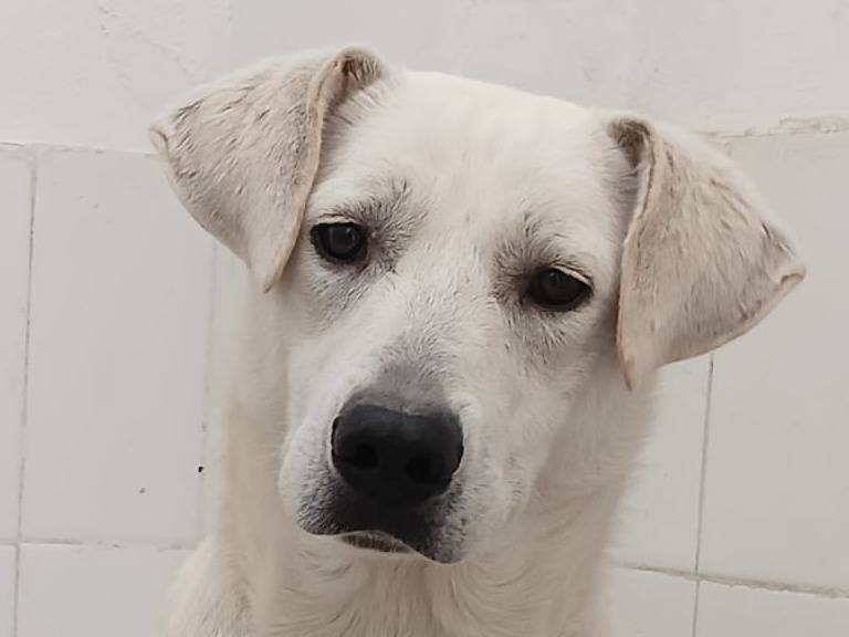 Adotta un cane, maschio, 10 mesi, Crotone