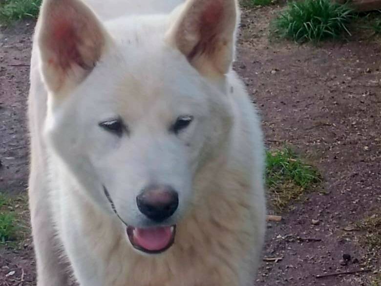 Adotta il cane UNA MAMMA PER HIRO a Varese