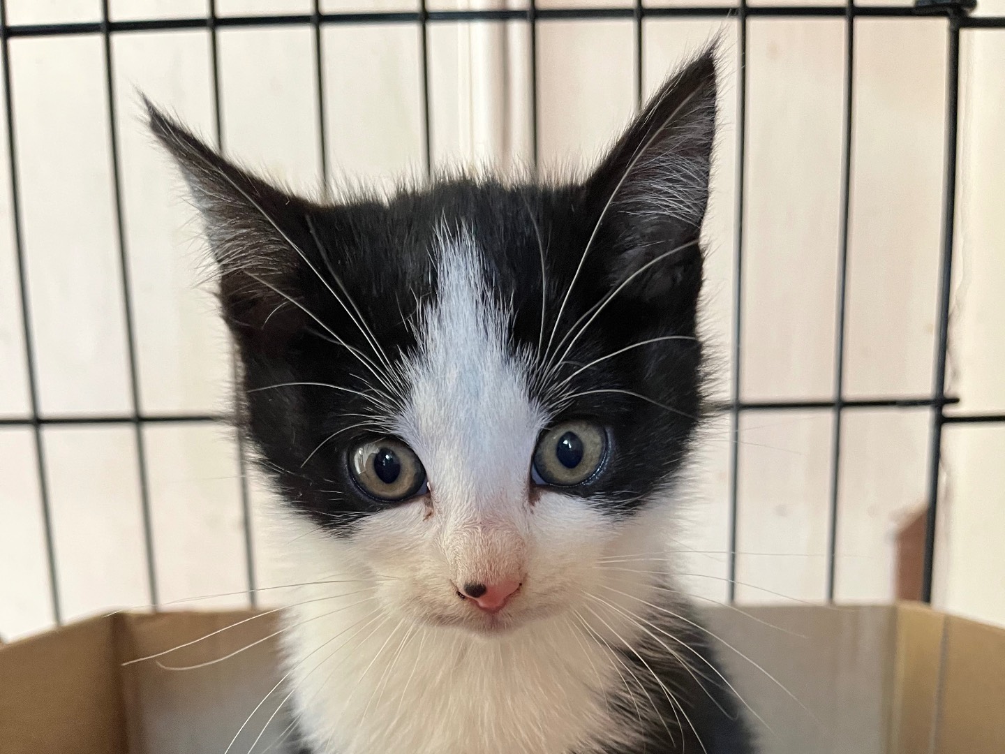 Adozione gatto, femmina, Razza sconosciuta Razza sconosciuta, 2 mesi, taglia non valida, Padova