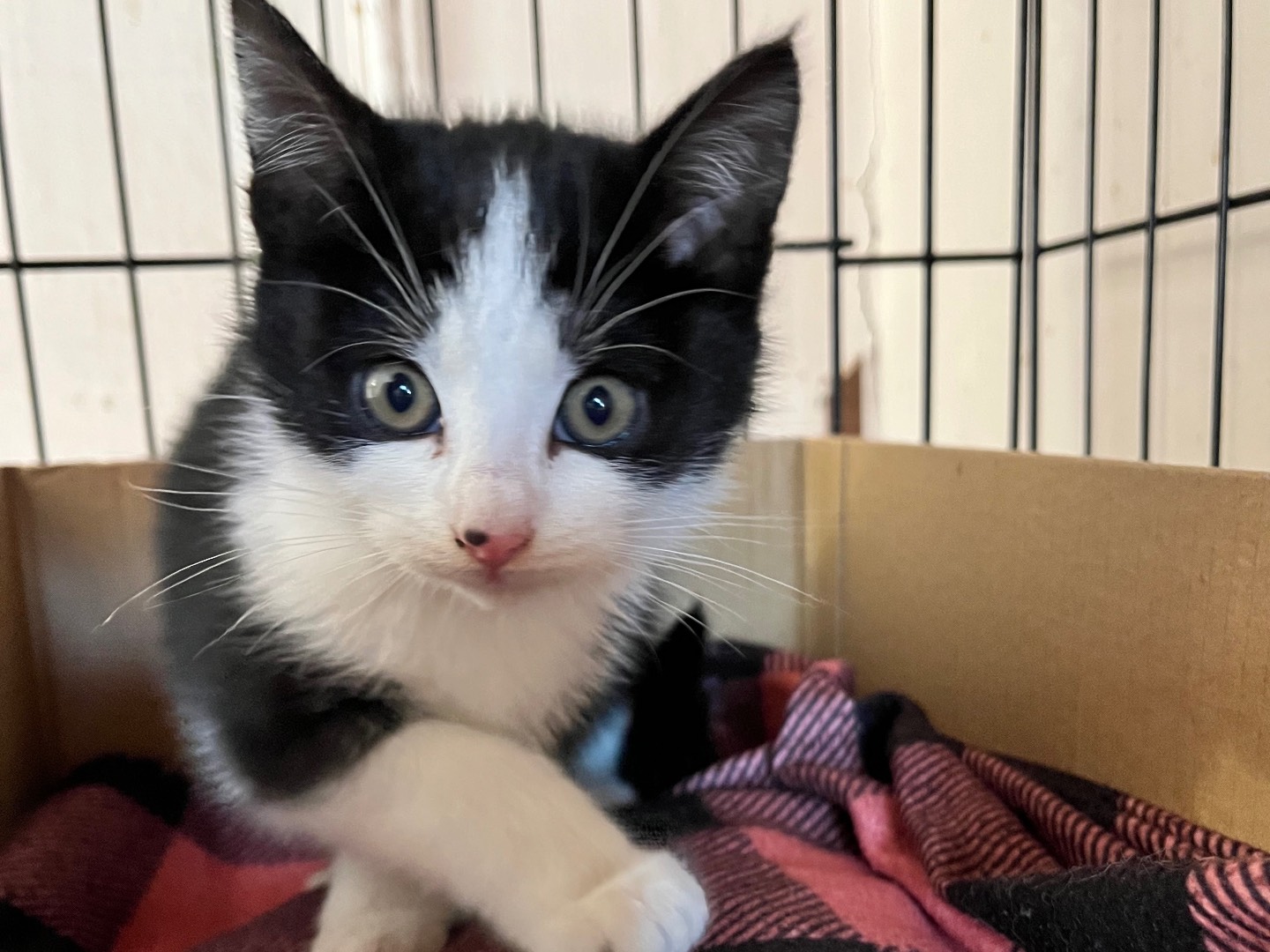 Adotta un gatto, femmina, 2 mesi, Padova