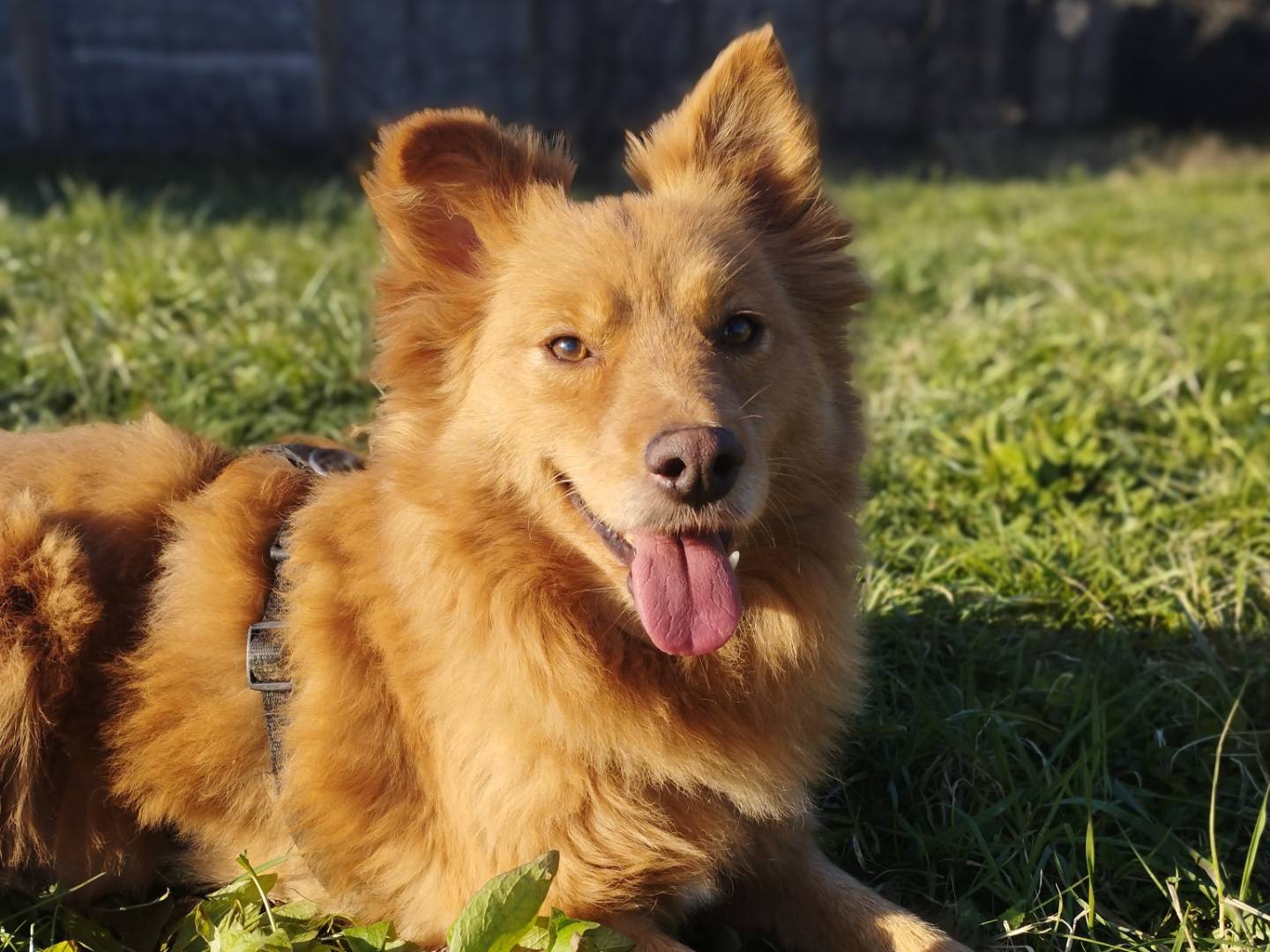 Adozione cane, maschio, Razza sconosciuta Razza sconosciuta, 7 anni e 8 mesi, taglia media contenuta, Milano
