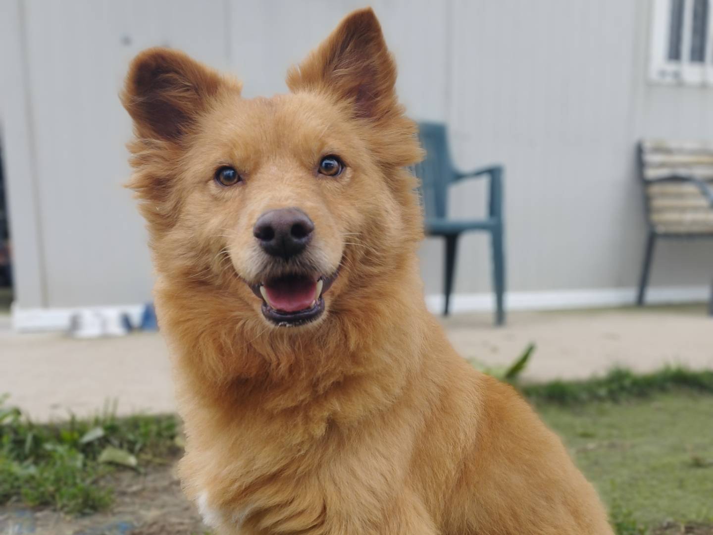 Adotta un cane, maschio, 7 anni e 8 mesi, Milano